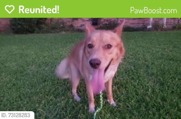 Reunited Male Dog last seen Jupiter @ Hillsdale, Garland, TX 75042
