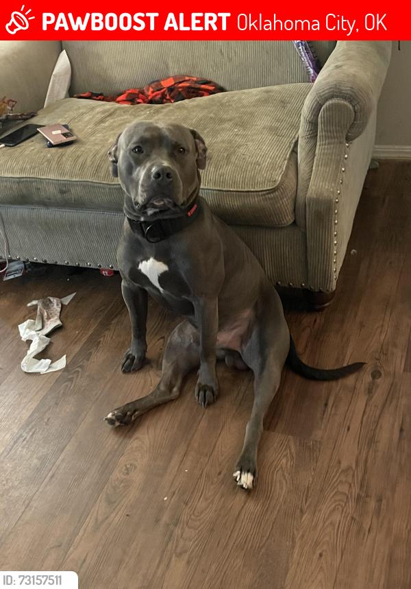 Lost Male Dog last seen Edgewood nw 67th and Portland, Oklahoma City, OK 73116