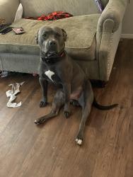Lost Male Dog last seen Edgewood nw 67th and Portland, Oklahoma City, OK 73116