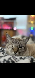 Reunited Male Cat last seen Blue Diamond & Durango, Enterprise, NV 89139