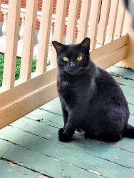 Lost Female Cat last seen Leigh St; M St, Richmond, VA 23223