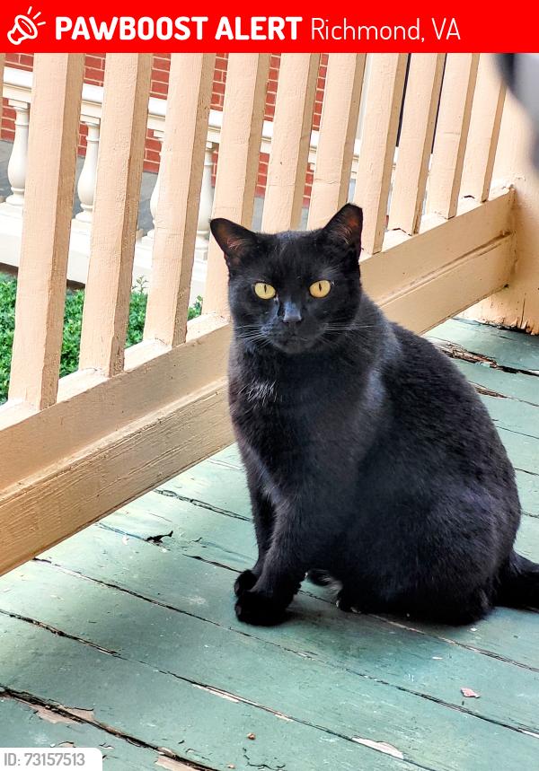 Lost Female Cat last seen Leigh St; M St, Richmond, VA 23223