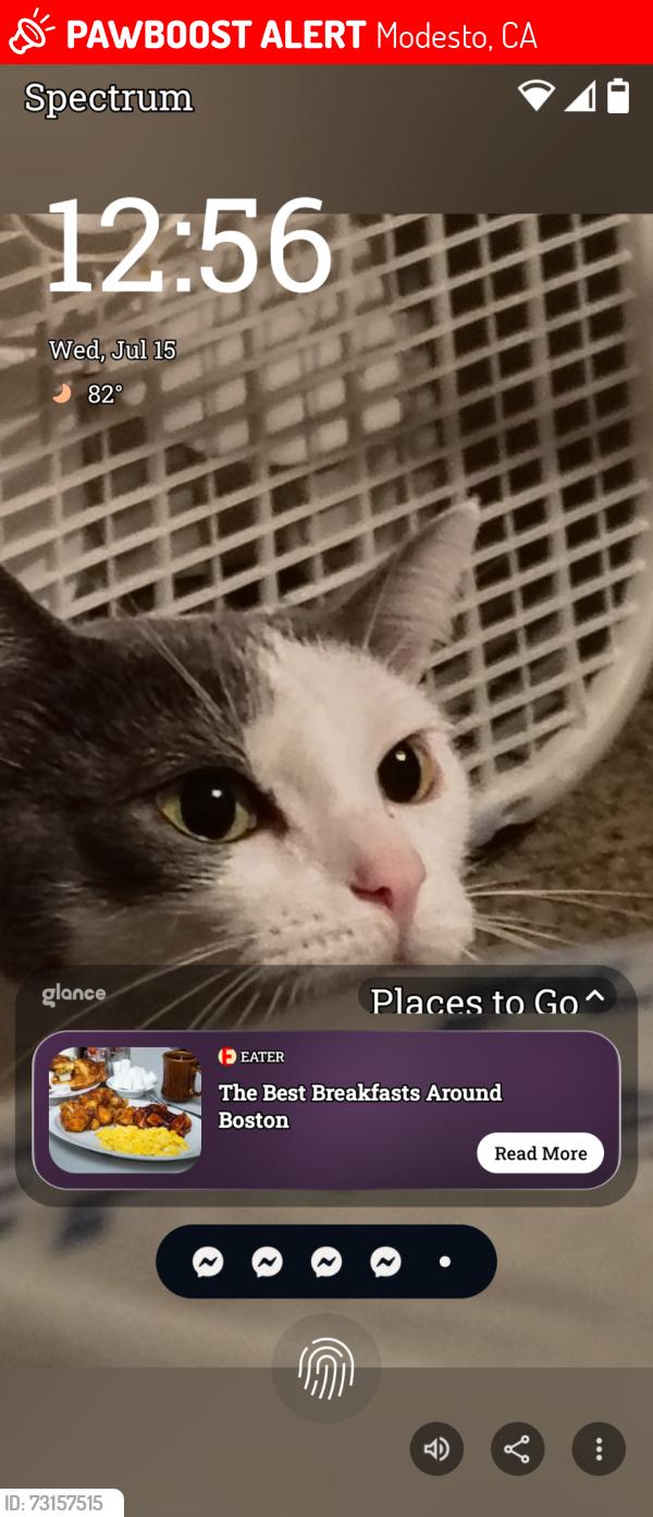 Lost Female Cat last seen Emerald, Modesto, CA 95351