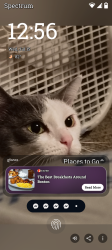 Lost Female Cat last seen Emerald, Modesto, CA 95351