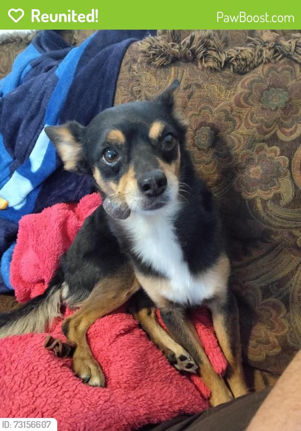 Reunited Male Dog last seen Charleston and mojave, Las Vegas, NV 89104