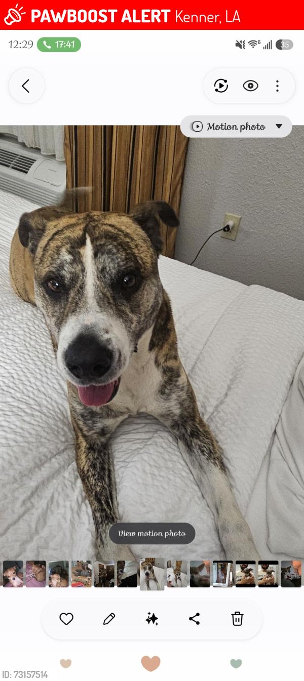 Lost Male Dog last seen Loyola Street in Kenner, LA, Kenner, LA 70065