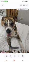 Lost Male Dog last seen Loyola Street in Kenner, LA, Kenner, LA 70065