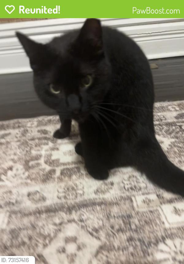 Reunited Unknown Cat last seen Schiller Park, Columbus, OH 43206