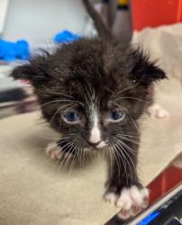 Shelter Stray Male Cat last seen E Tulare Ave & N Locan Ave, Fresno Zone Fresno CO 4 93737, CA, 1510 W Dan Ronquillo Dr, Fresno, CA 93706, USA