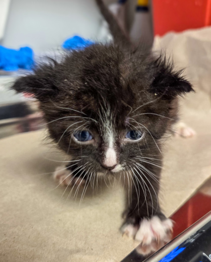 Shelter Stray Male Cat last seen E Tulare Ave & N Locan Ave, Fresno Zone Fresno CO 4 93737, CA, 1510 W Dan Ronquillo Dr, Fresno, CA 93706, USA