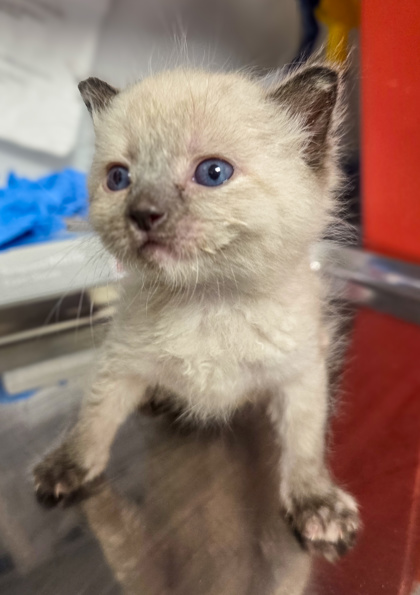 Shelter Stray Female Cat last seen E Tulare Ave & N Locan Ave, Fresno Zone Fresno CO 4 93737, CA, 1510 W Dan Ronquillo Dr, Fresno, CA 93706, USA