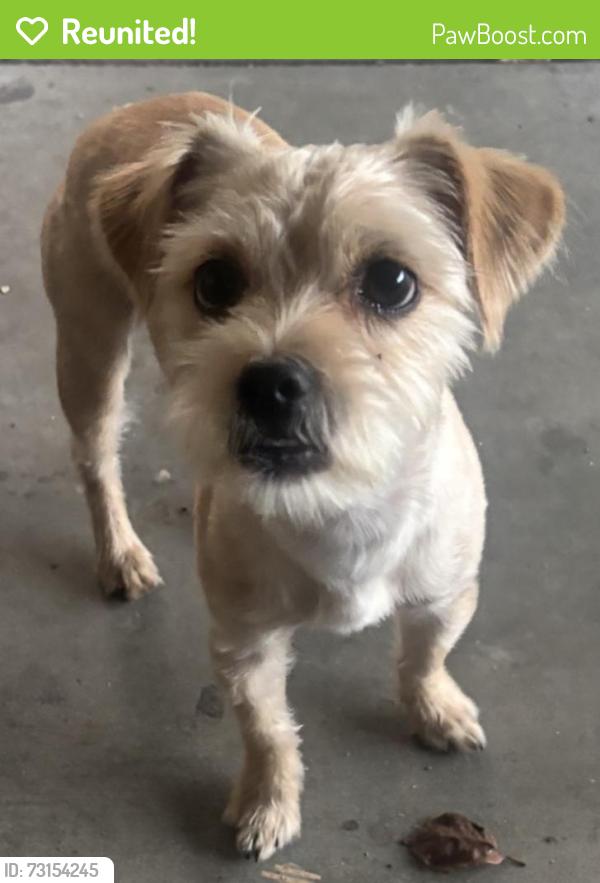 Reunited Male Dog last seen G st and Virginia, Ontario, CA 91764