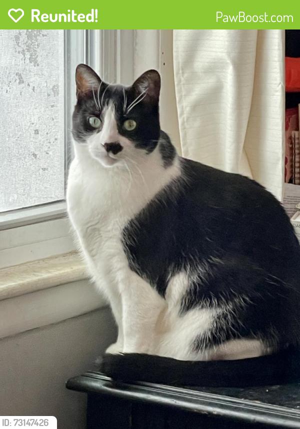 Reunited Male Cat last seen Railroad and 32nd St, Richland, MI, Richland, MI 49083