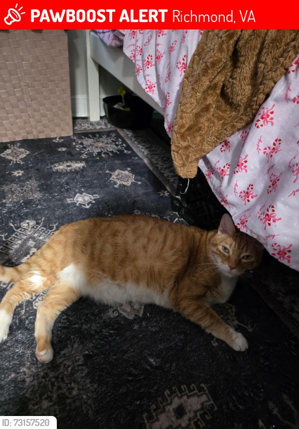 Lost Male Cat last seen Hull street, Richmond, VA 23224