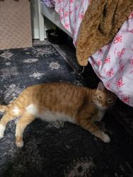 Lost Male Cat last seen Hull street, Richmond, VA 23224