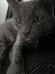 Lost Female Cat last seen Near TRUCKEE DR, Houston, TX 77082