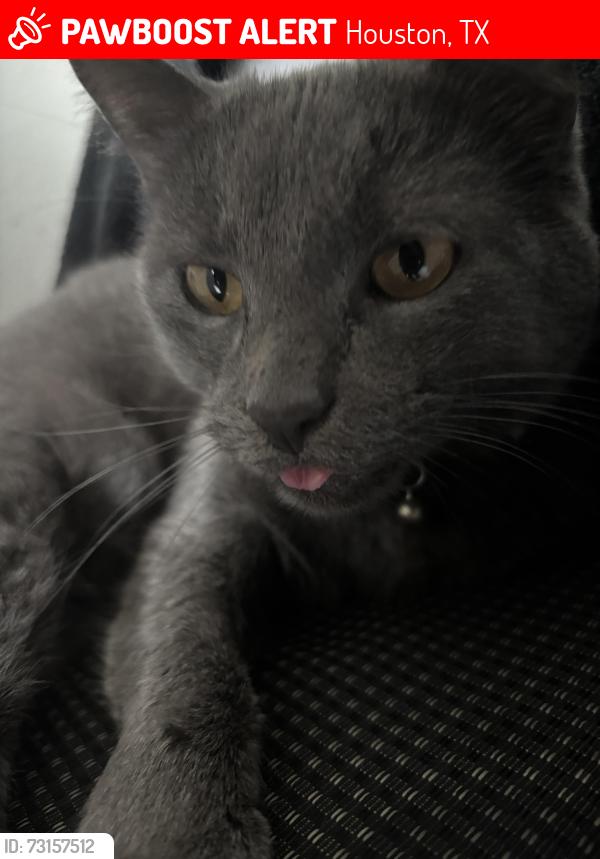 Lost Female Cat last seen Near TRUCKEE DR, Houston, TX 77082