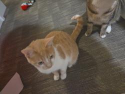Lost Female Cat last seen Graves road and Stevens street, Spokane, WA 99218