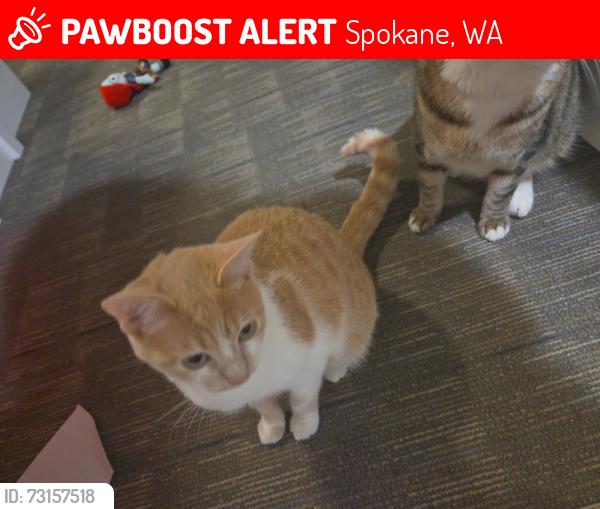 Lost Female Cat last seen Graves road and Stevens street, Spokane, WA 99218