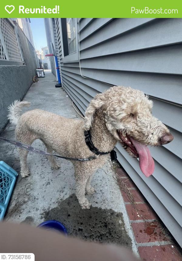 Reunited Male Dog last seen Balboa and Adams, Newport Beach, CA 92625