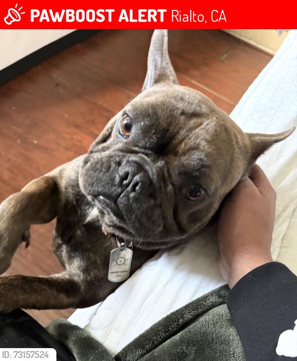 Lost Male Dog last seen Rialto Ave, Rialto, CA 92376