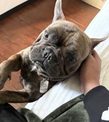 Lost Male Dog last seen Rialto Ave, Rialto, CA 92376