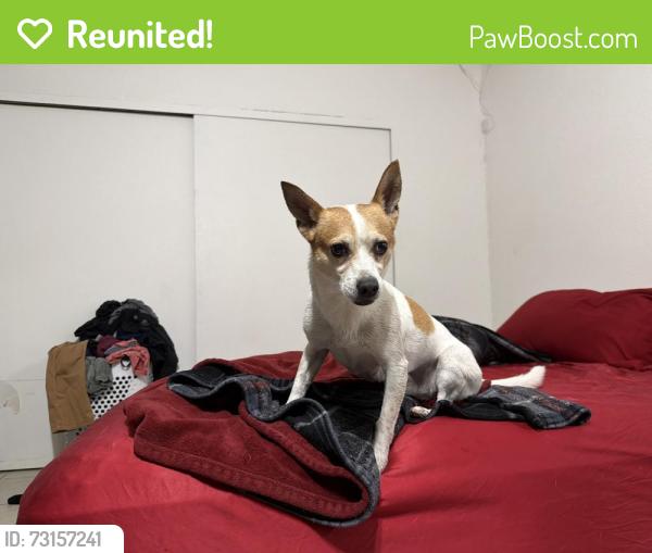 Reunited Male Dog last seen Between Sahara and St. Louis, Las Vegas, NV 89104