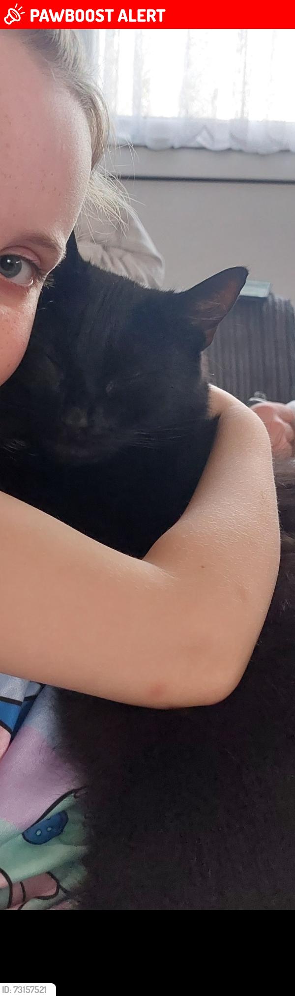 Lost Male Cat last seen Chiltern drive, East Sussex, England TN34 3PY