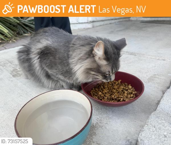 Found/Stray Unknown Cat last seen Wheelbarrow peak dr and stucker, Las Vegas, NV 89108
