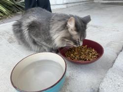 Found/Stray Unknown Cat last seen Wheelbarrow peak dr and stucker, Las Vegas, NV 89108