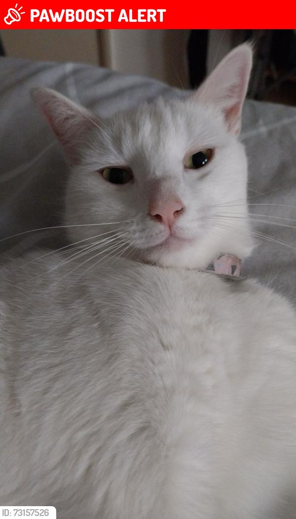 Lost Female Cat last seen hses, Ellesmere Road, Leicester, England LE3 1BG