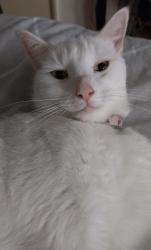 Lost Female Cat last seen hses, Ellesmere Road, Leicester, England LE3 1BG