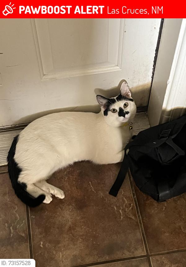 Lost Male Cat last seen Del rey, Las Cruces, NM 88012