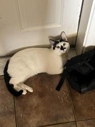 Lost Male Cat last seen Del rey, Las Cruces, NM 88012