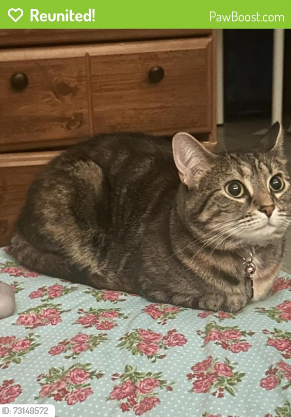 Reunited Female Cat last seen Near st, Surrey, BC V4N 1H6