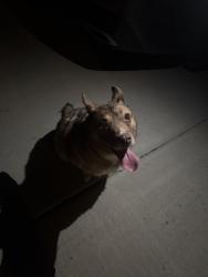 Reunited Unknown Dog last seen Neighborhood past cinemark, El Paso, TX 79938