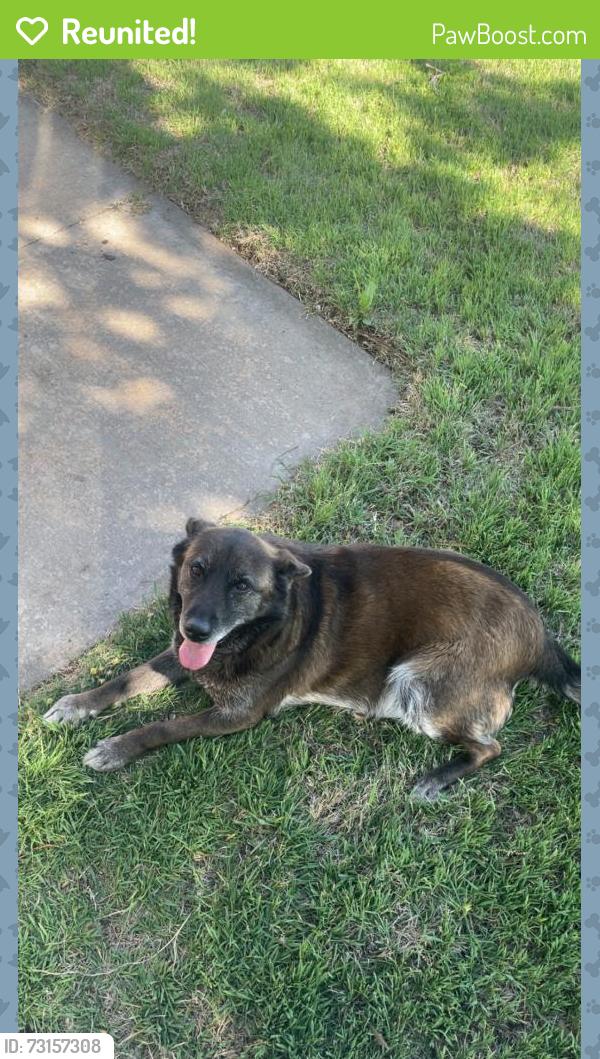 Reunited Female Dog last seen Near 4th street between MLK & Lincoln Blvd, Oklahoma City, OK 73117