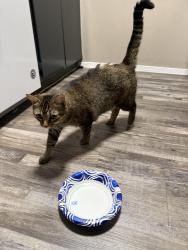 Reunited Female Cat last seen The Retreat at College Hills, San Angelo, TX 76904