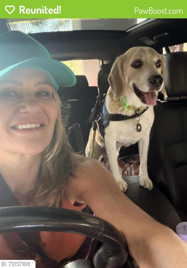 Reunited Male Dog last seen Montecito drive, Indian Wells, CA 92210