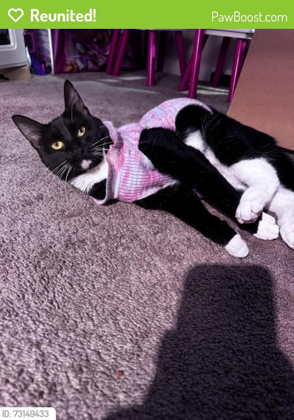 Reunited Female Cat last seen Willow glen, San Jose, CA 95126