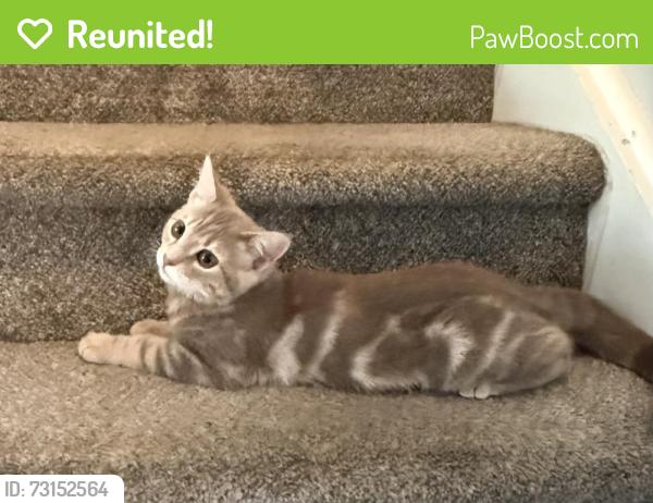 Reunited Female Cat last seen Near S Hoyt St, Lakewood, CO 80232, USA, Lakewood, CO 80232