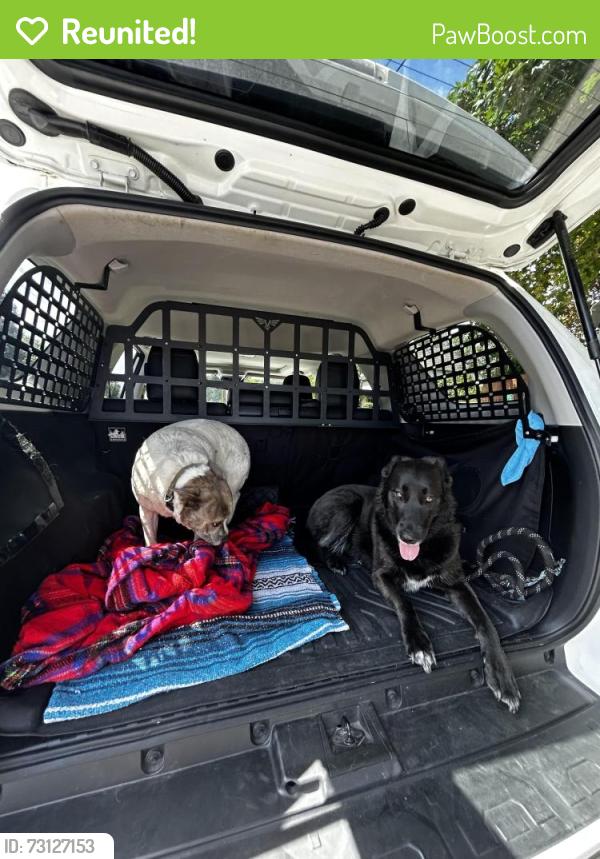 Reunited Male Dog last seen Section and Rio Vista, Burlington, WA 98233