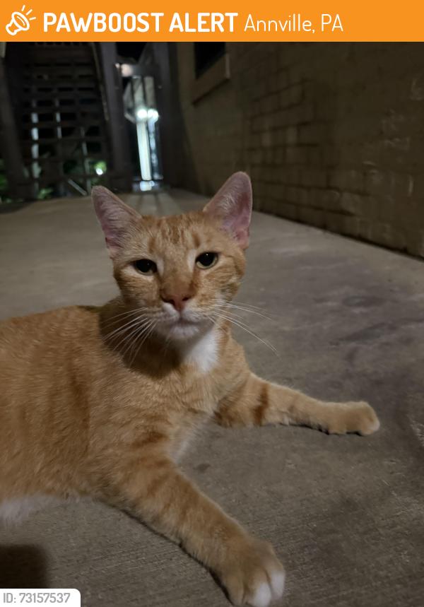 Found/Stray Unknown Cat last seen Lebanon valley college, Annville, PA 17003