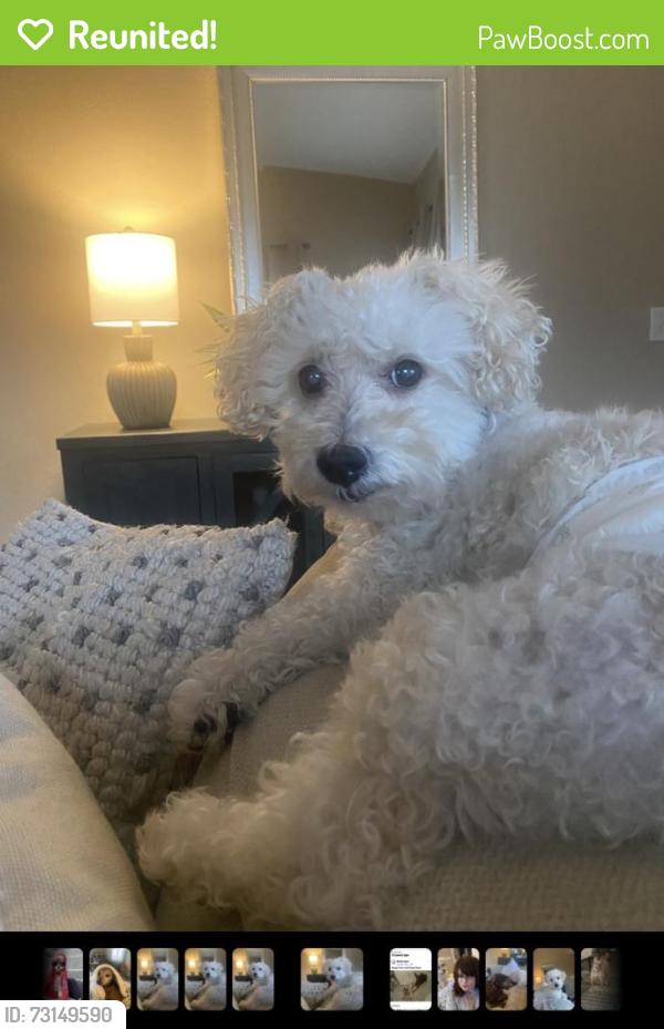Reunited Male Dog last seen Town Center and Desert Inn, Las Vegas, NV 89135