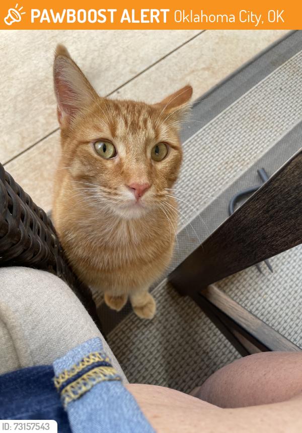 Found/Stray Male Cat last seen 164th & Council Rd, Oklahoma City, OK 73013