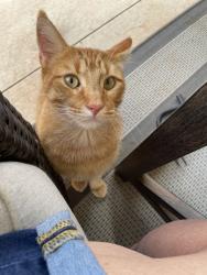 Found/Stray Male Cat last seen 164th & Council Rd, Oklahoma City, OK 73013