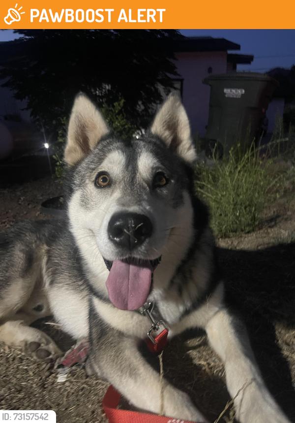 Found/Stray Male Dog last seen Silverbrook drive, Harbison Canyon, CA 92019