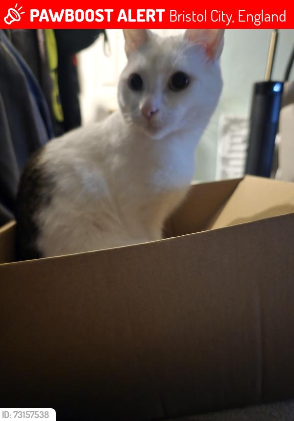 Lost Male Cat last seen Filwood, Bristol City, England 