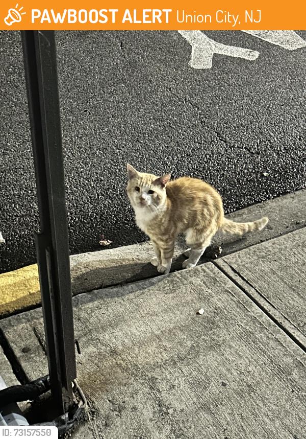 Found/Stray Unknown Cat last seen Medisave Pharmacy, Union City, NJ 07087