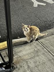 Found/Stray Unknown Cat last seen Medisave Pharmacy, Union City, NJ 07087
